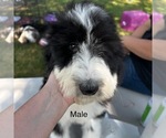 Puppy M blackwhite Sheepadoodle