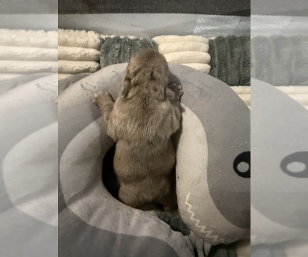 Medium Photo #5 French Bulldog Puppy For Sale in OPP, AL, USA