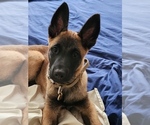 Small Belgian Malinois