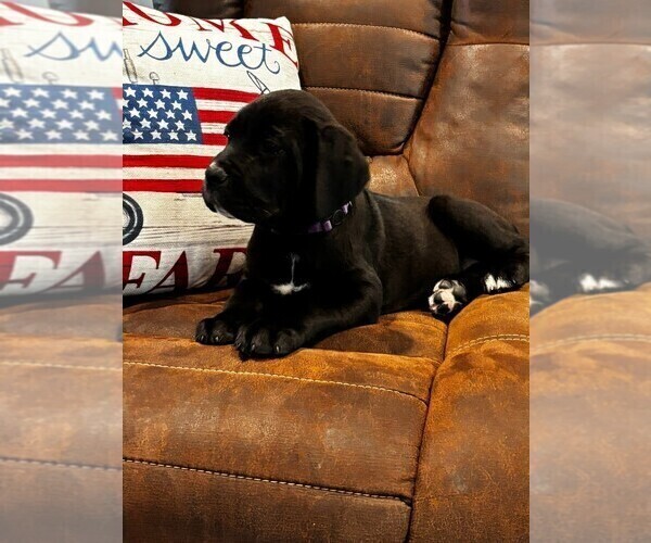 Medium Photo #6 Cane Corso Puppy For Sale in REEVESVILLE, SC, USA