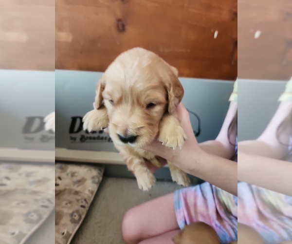 Medium Photo #2 Golden Retriever Puppy For Sale in RINDGE, NH, USA