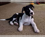 Small Photo #5 American Staffordshire Terrier-Unknown Mix Puppy For Sale in Fort Collins, CO, USA