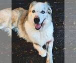 Small #4 Great Pyrenees Mix