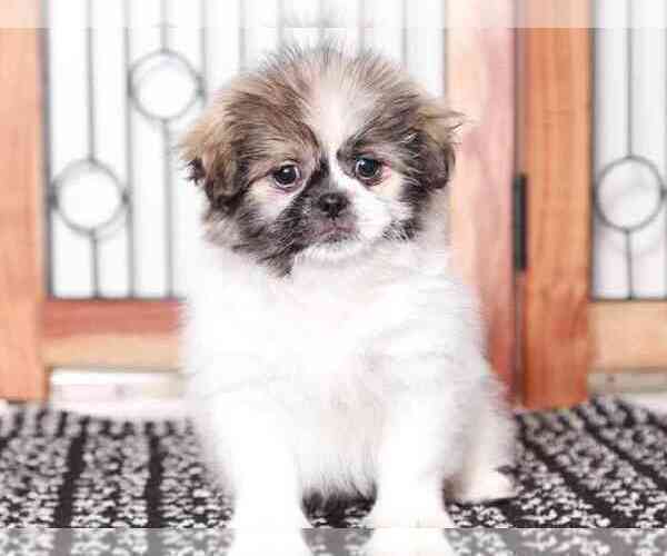 Medium Photo #3 Zuchon Puppy For Sale in NAPLES, FL, USA