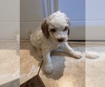 Puppy Rosie Bernedoodle (Miniature) (+ Poodle Miniature)