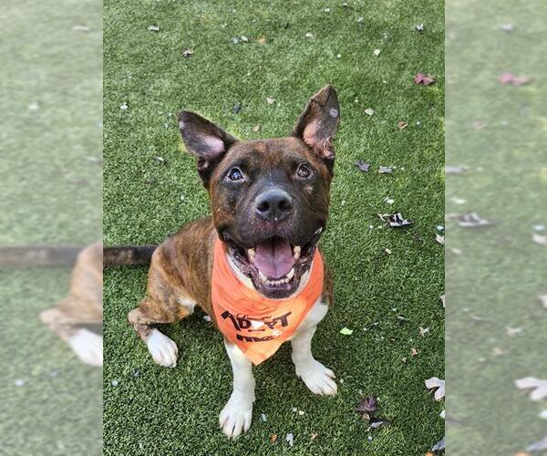 Medium Photo #2 American Staffordshire Terrier-Unknown Mix Puppy For Sale in Newton, NC, USA