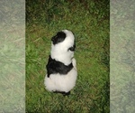 Small Photo #5 Sheepadoodle Puppy For Sale in INDEPENDENCE, MO, USA