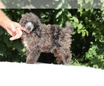 Small #9 Poodle (Miniature)
