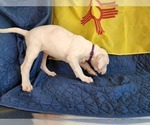 Small Photo #8 Dogo Argentino Puppy For Sale in ALBUQUERQUE, NM, USA