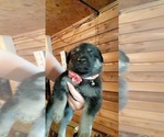 Small Photo #24 German Shepherd Dog Puppy For Sale in CARROLLTON, GA, USA