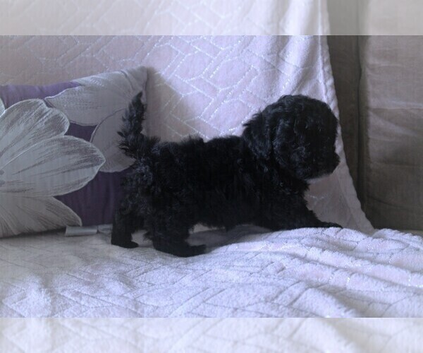Medium Photo #2 Poodle (Miniature) Puppy For Sale in FREDONIA, KY, USA