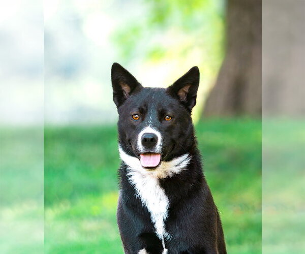 Medium Photo #1 Karelian Bear Dog-Unknown Mix Puppy For Sale in Unionville, PA, USA