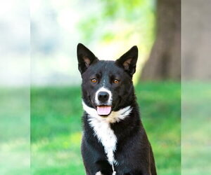 Karelian Bear Dog-Unknown Mix Dogs for adoption in Unionville, PA, USA