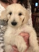 Small Photo #3 Goldendoodle-Poodle (Standard) Mix Puppy For Sale in CORNING, CA, USA