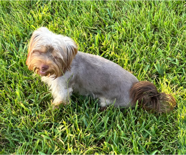 Medium Photo #1 Yorkshire Terrier Puppy For Sale in CYPRESS, TX, USA