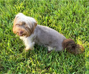 Yorkshire Terrier Puppy for Sale in CYPRESS, Texas USA
