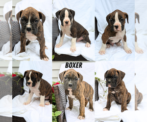 Boxer Litter for sale in GOSHEN, IN, USA