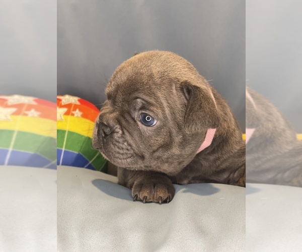 Medium Photo #24 Faux Frenchbo Bulldog Puppy For Sale in HOODSPORT, WA, USA