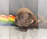 Small #5 Faux Frenchbo Bulldog
