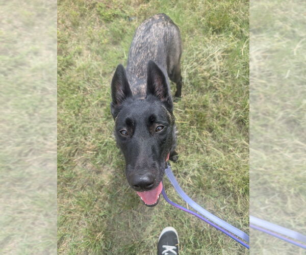 Medium Photo #1 Mutt Puppy For Sale in Imlay City, MI, USA