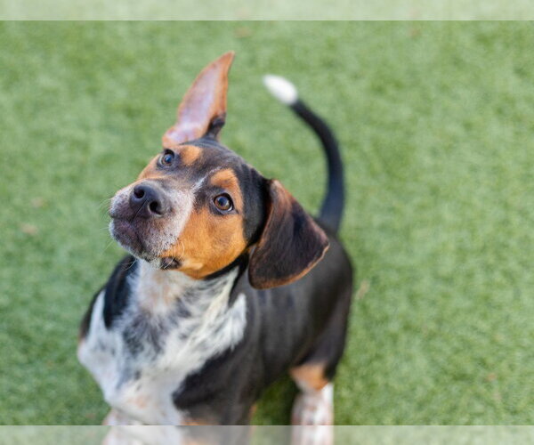 Medium Photo #3 Mutt Puppy For Sale in Canton, CT, USA