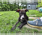Small Labrador Retriever Mix