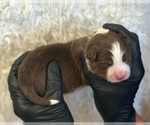 Puppy Green Collar Border Collie