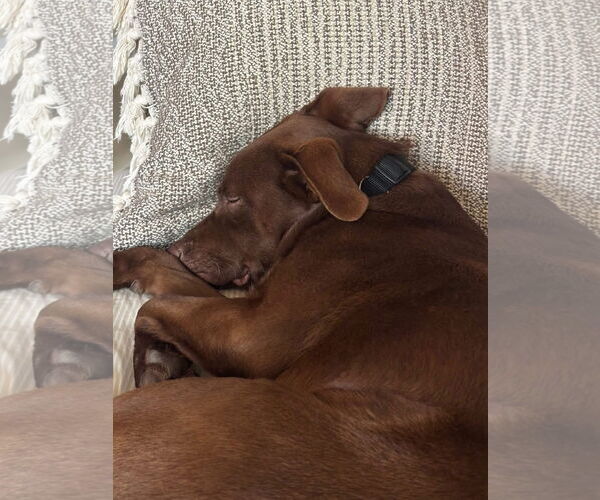 Medium Photo #5 Labrador Retriever-Unknown Mix Puppy For Sale in San Diego, CA, USA