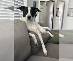 Pointer-Unknown Mix Dogs for adoption in Dana Point, CA, USA