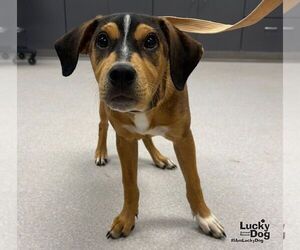 Labbe Dogs for adoption in Washington, DC, USA