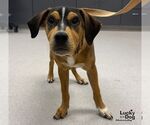 Marley - Male Labbe Dog for Adoption - Small photo