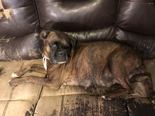 Mother of the Boxer puppies born on 12/27/2018