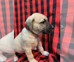 Black Mouth Cur Puppy for sale in MESA, AZ, USA