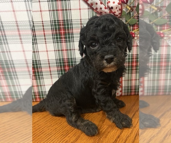 Medium Photo #2 Whoodle (Miniature) Puppy For Sale in DOSS, MO, USA