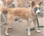 Small #5 Border Collie-Siberian Husky Mix