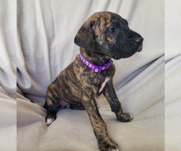 Medium Photo #9 Daniff Puppy For Sale in TIFFIN, OH, USA
