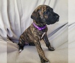 Puppy Daisy Daniff