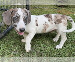 Small Dachshund Mix