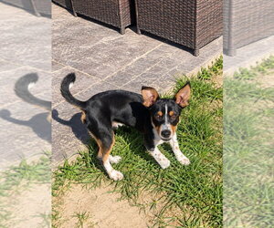 Sox - Male Chihuahua-Unknown Mix Dog for Adoption - Photo #2