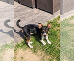 Small Photo #2 Chihuahua-Unknown Mix Puppy For Sale in Salt Lake City, UT, USA