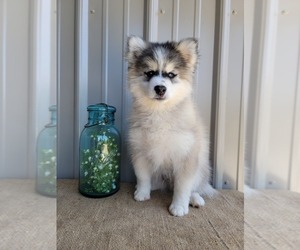 Pomsky Puppy for sale in BELLEVUE, IA, USA