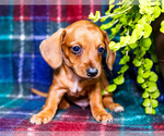 Puppy Andrew Dachshund