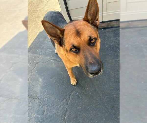 Medium Photo #1 German Shepherd Dog Puppy For Sale in Santa Maria, CA, USA
