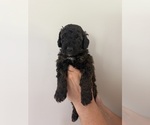 Small Photo #3 Bernedoodle Puppy For Sale in MOULTON, AL, USA