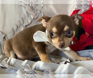 Chihuahua Puppy for sale in LANCASTER, PA, USA