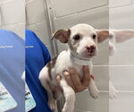 Small Labrador Retriever Mix