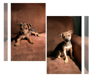Chihuahua-Unknown Mix Dogs for adoption in COACHELLA, CA, USA