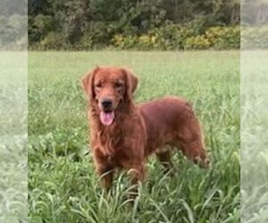 Father of the Golden Retriever puppies born on 05/27/2026
