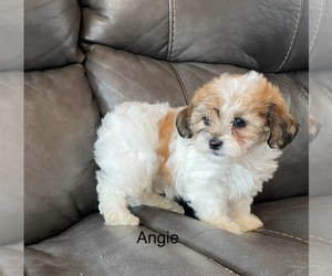 Zuchon Puppy for sale in BLOOMFIELD, IN, USA