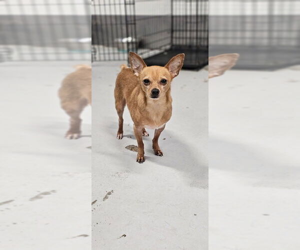Medium Photo #19 Chipin Puppy For Sale in Studio City, CA, USA